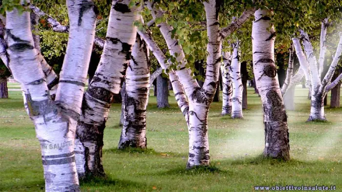 Tanti alberi di betulla