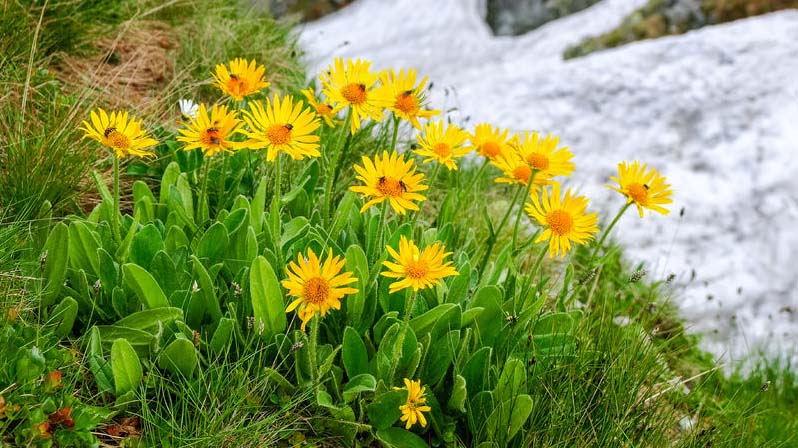 Foto di arnica montana. Pianta con foglie verdi e fiore avente petali gialli e corolla arancione
