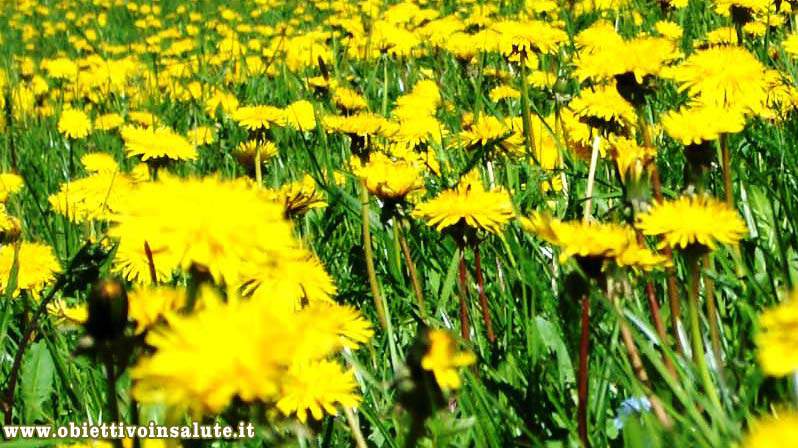 Campo di tarassachi (pianta a foglia verde allungata e dentata con fiore giallo)