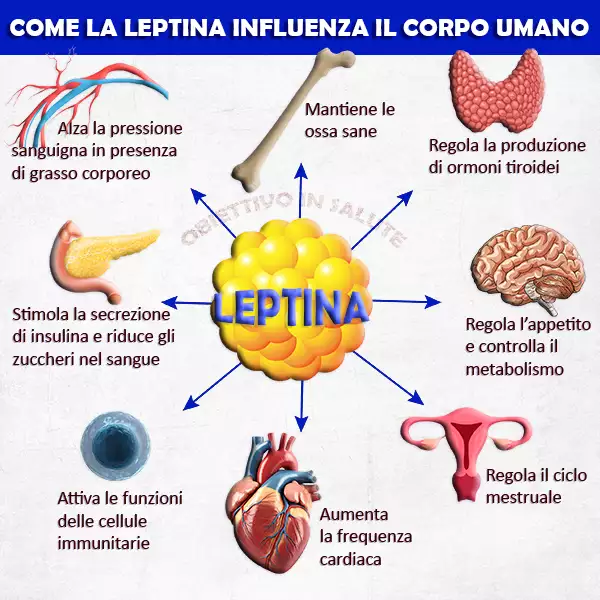 Grafico che sintetizza come la leptina influenza il corpo umano (cervello, utero, tiroide, insulina, cuore, circolazione sanguigna, attività delle cellule immunitarie, ossa)