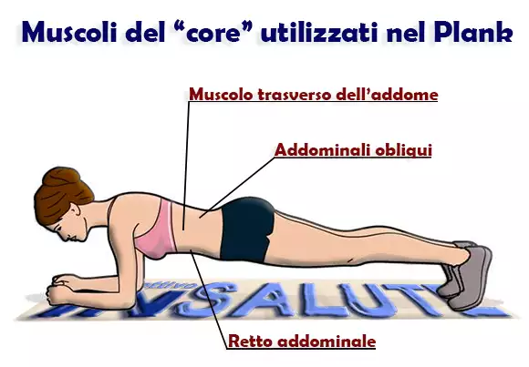 Indicazione di quali muscoli del core vengono usati durante l'allenamento Plank (trasverso dell'addome, addominali obliqui, retto addominale)