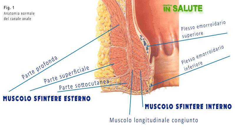 Sezione del muscolo sfintere interno ed esterno di un canale anale normale
