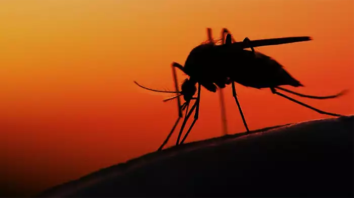 Una zanzara che sta pungendo una persona, con sullo sfondo un tramonto