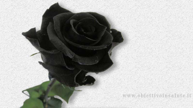 Una rosa dai petali neri in segno di lutto