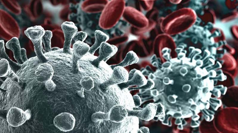 Immagine di virus tra i globuli rossi