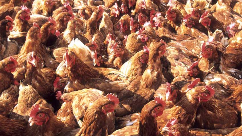 Immagine raffigurante tanti polli d'allevamento