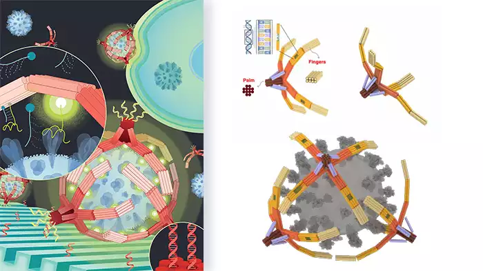 Immagine che raffigura il funzionamento della mano robotica in DNA nel catturare il virus