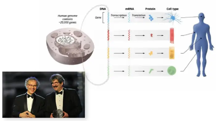 In basso a sinistra c'è la foto dei due ricercatori, mentre in alto a destra vi è raffigurato lo schema di funzionamento del microRNA